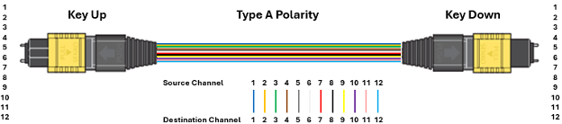 Type A Polarity