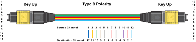 Type B polarity